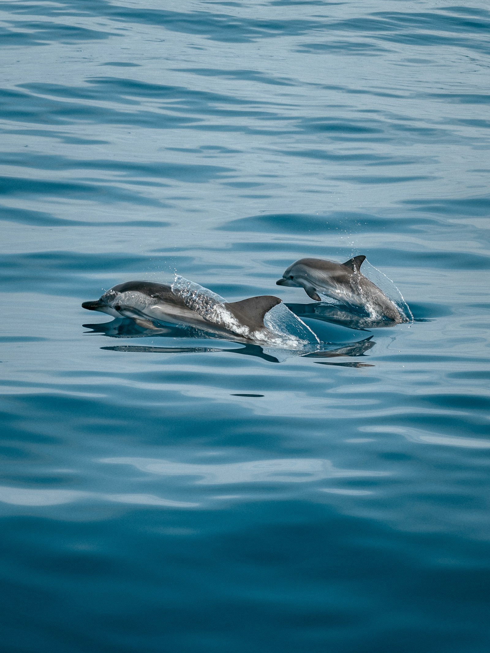 Kizimkazi Dolphin Tour