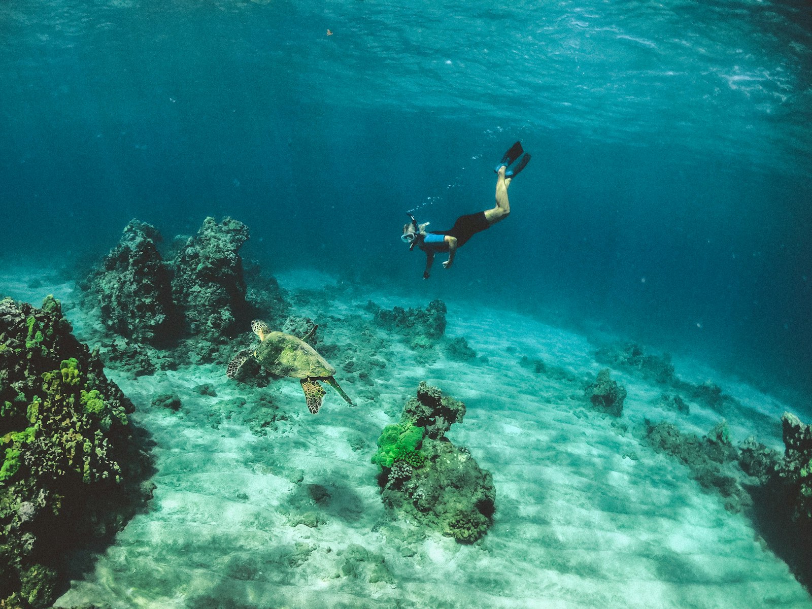 Mnemba Atoll Snorkelling